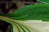 Hosta 'Cherry Berry', leaves