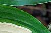 Hosta 'Cherry Berry', leaves
