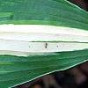 Hosta 'Cherry Berry', leaves