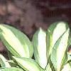 Hosta 'Cat's Eye', habit