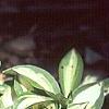 Hosta 'Cat's Eye', habit