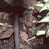 Hosta 'Cat's Eye', habit