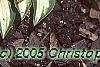 Hosta 'Cat's Eye', habit