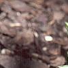 Hosta 'Cat's Eye', habit