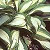 Hosta 'Cat's Eye', habit