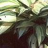 Hosta 'Cat's Eye', habit