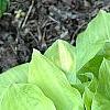 Hosta 'Crystal Tiara', habit