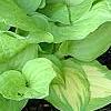 Hosta 'Crystal Tiara', habit