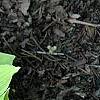 Hosta 'Crystal Tiara', habit