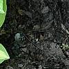 Hosta 'Crystal Tiara', habit