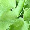 Hosta 'Crystal Tiara', habit