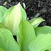 Hosta 'Crystal Tiara', habit