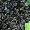 Hosta 'Crystal Tiara', habit