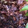 Hosta 'Chinese Sunrise', habit