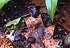Hosta 'Chinese Sunrise', habit