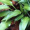 Hosta 'Chinese Sunrise', habit