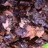 Hosta 'Chinese Sunrise', habit