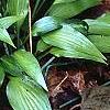 Hosta 'Chinese Sunrise', habit
