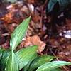 Hosta 'Chinese Sunrise', habit