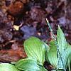 Hosta 'Chinese Sunrise', habit