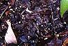 Hosta 'Chinese Sunrise', habit