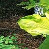 Hosta 'Daybreak', habit
