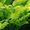 Hosta 'Daybreak', habit