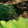 Hosta 'Daybreak', habit