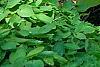 Hosta 'Daybreak', habit