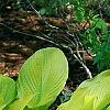 Hosta 'Daybreak', habit