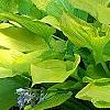 Hosta 'Daybreak', habit