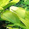 Hosta 'Daybreak', habit