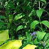Hosta 'Daybreak', habit