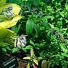 Hosta 'Daybreak', habit