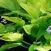 Hosta 'Daybreak', habit