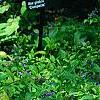 Hosta 'Daybreak', habit