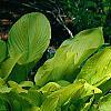 Hosta 'Daybreak', habit