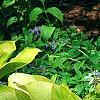 Hosta 'Daybreak', habit