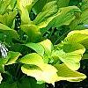 Hosta 'Daybreak', habit