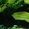Hosta 'Daybreak', habit