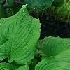 Hosta 'Dancing Queen', habit
