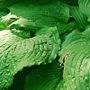 Hosta 'Dancing Queen', habit