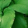 Hosta 'Dancing Queen', habit