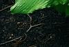 Hosta 'Dancing Queen', habit