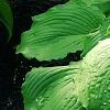 Hosta 'Dancing Queen', habit