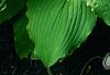 Hosta 'Dancing Queen', habit