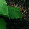 Hosta 'Dancing Queen', habit