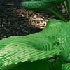 Hosta 'Dancing Queen', habit
