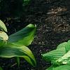 Hosta 'Dancing Queen', habit