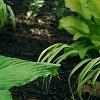 Hosta 'Dancing Queen', habit